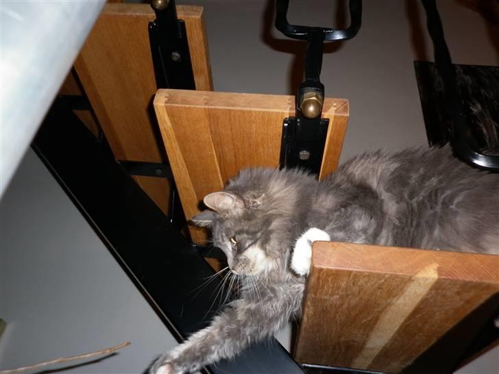 Maine Coon Jewel - her er jeg på mit ynglings sted,trappen hvor jeg kan holde øje med alle :) billede 2