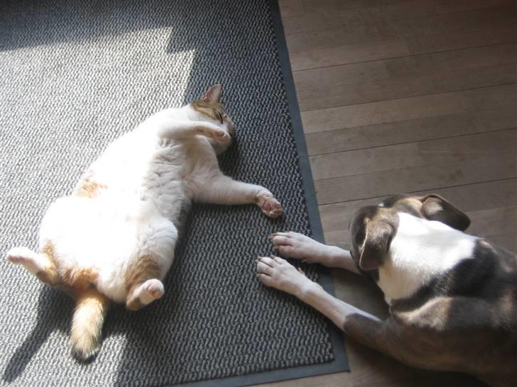 Huskat Meli billede 2