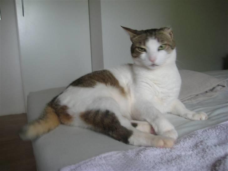 Huskat Meli billede 3