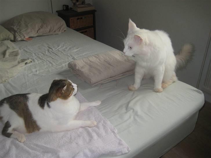 Huskat Meli billede 4