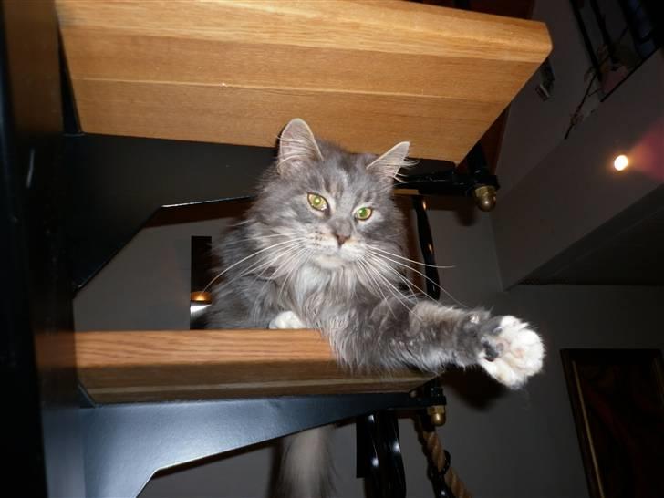 Maine Coon Jewel - skal vi lege ?? billede 3