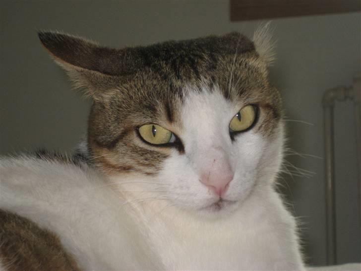 Huskat Meli billede 5