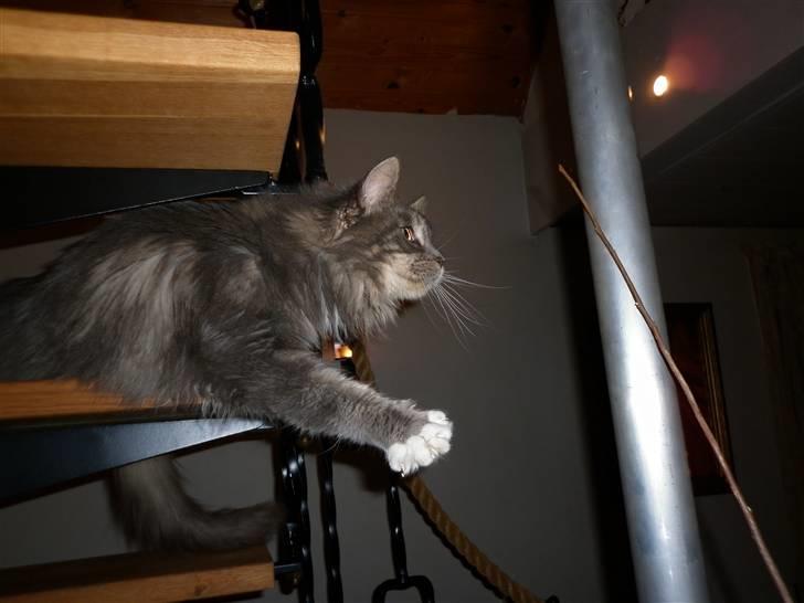 Maine Coon Jewel - ja der var en der ville lege :) billede 4