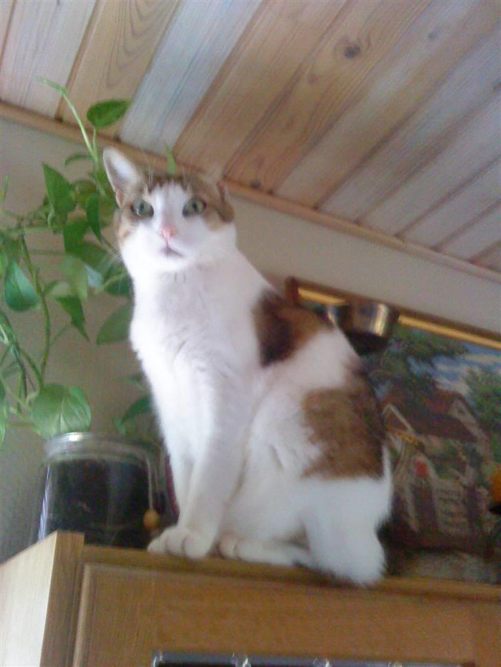 Huskat Meli billede 6