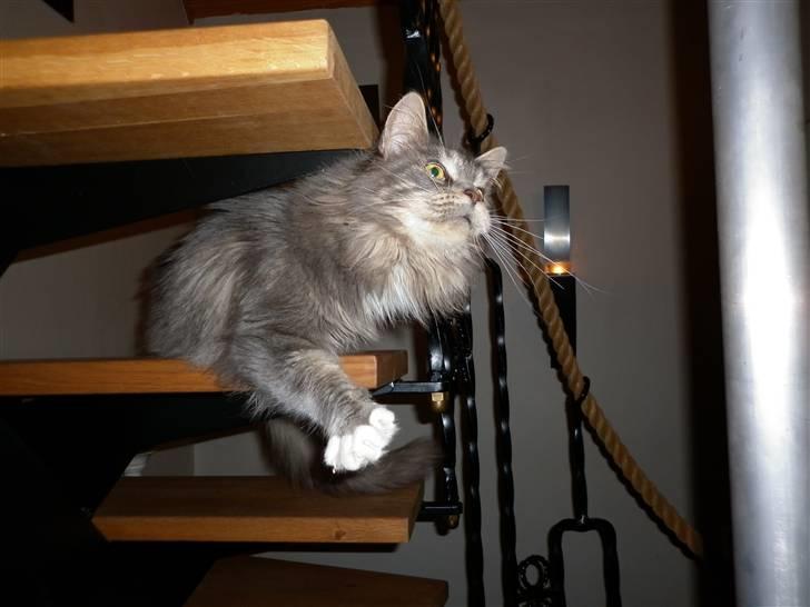 Maine Coon Jewel - pas på jeg er klar :) billede 5