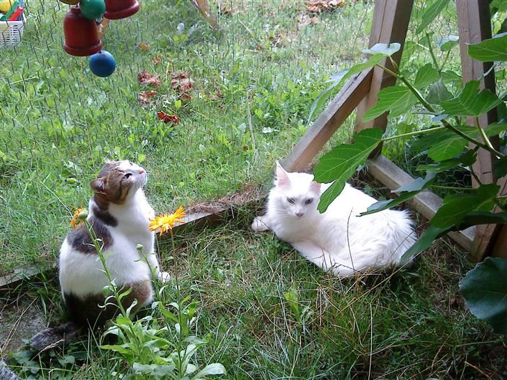 Huskat Meli billede 7