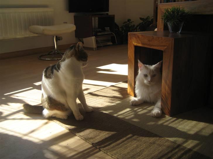 Huskat Meli billede 8