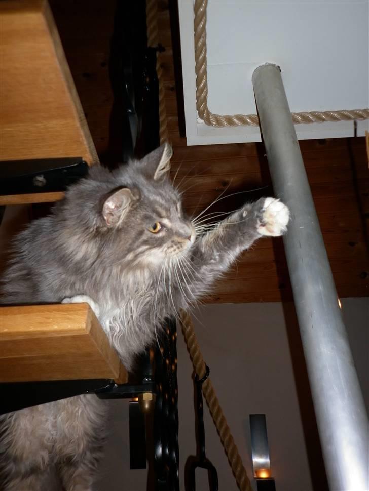Maine Coon Jewel - yes det var tæt på jeg ramte :) billede 6