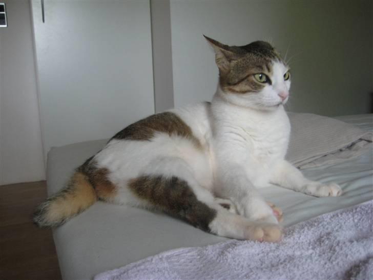 Huskat Meli billede 9