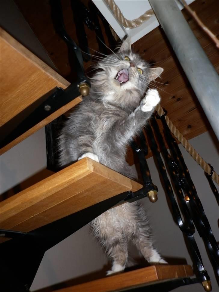 Maine Coon Jewel - nu blir jeg farlig :) billede 7