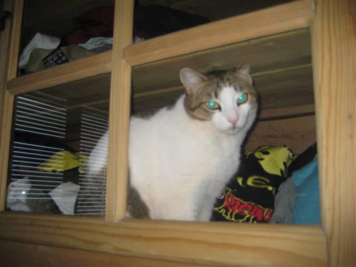 Huskat Meli billede 10