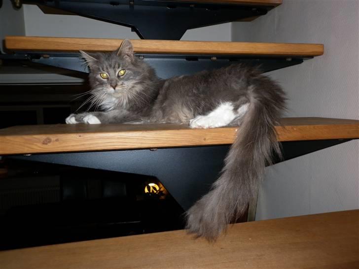Maine Coon Jewel - gider ikke lege mere :) billede 8