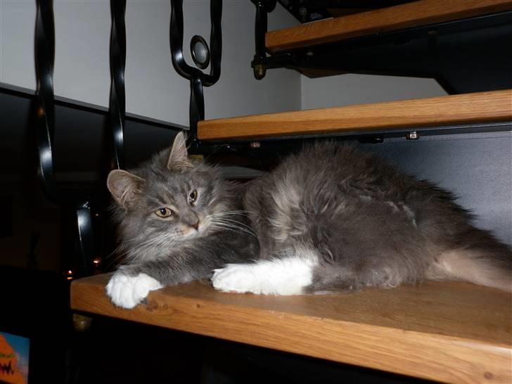 Maine Coon Jewel - elsker når jeg får opmærksomhed :) billede 9