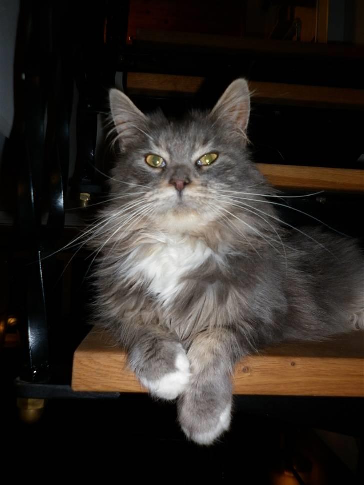 Maine Coon Jewel - tror hun ved når der skal tages billeder :) billede 10