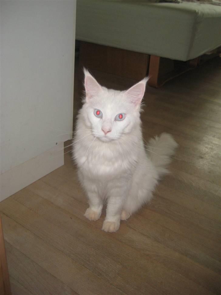 Maine Coon Buca billede 2