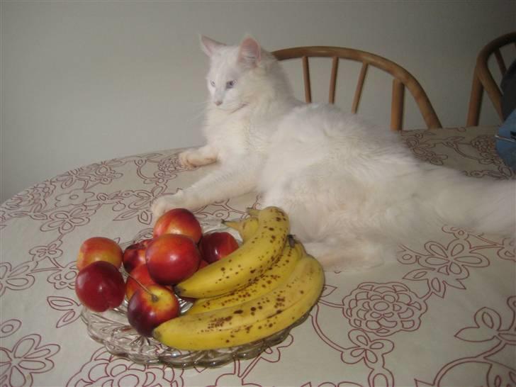 Maine Coon Buca - ligger hvor det passer ham :) billede 3