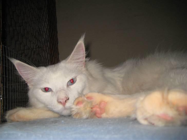 Maine Coon Buca - putte er noegt han kan :D billede 4