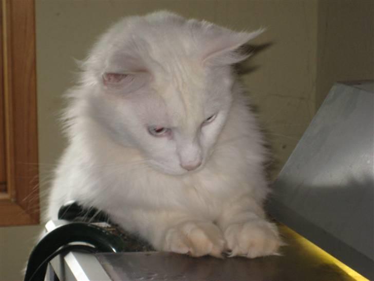 Maine Coon Buca - jaa fiske kan han også, akvariet er en stor legeplads for ham. billede 5