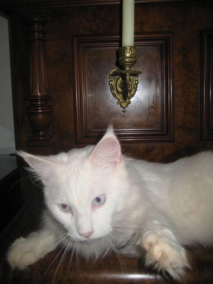 Maine Coon Buca billede 6