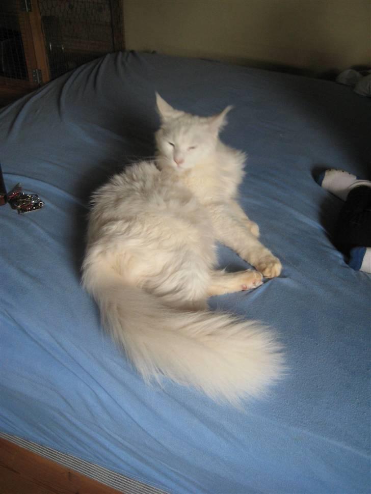 Maine Coon Buca billede 7