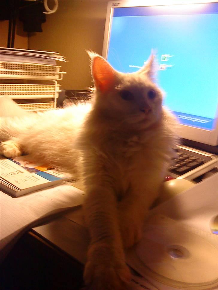 Maine Coon Buca - som sagt ligger hvor det passer ham :D billede 8