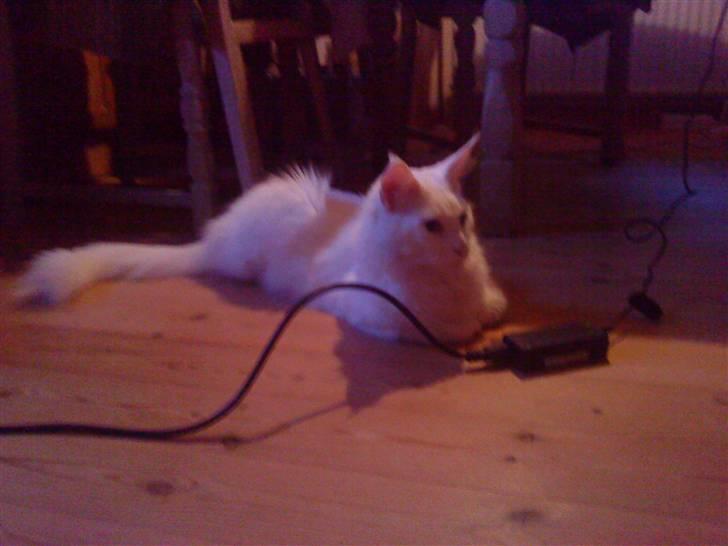 Maine Coon Buca - Første faten hjemme hos mig. billede 9