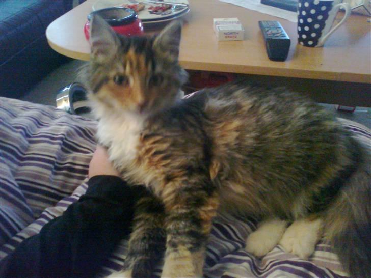 Blanding af racer Malou billede 2