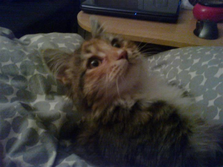 Blanding af racer Malou billede 3