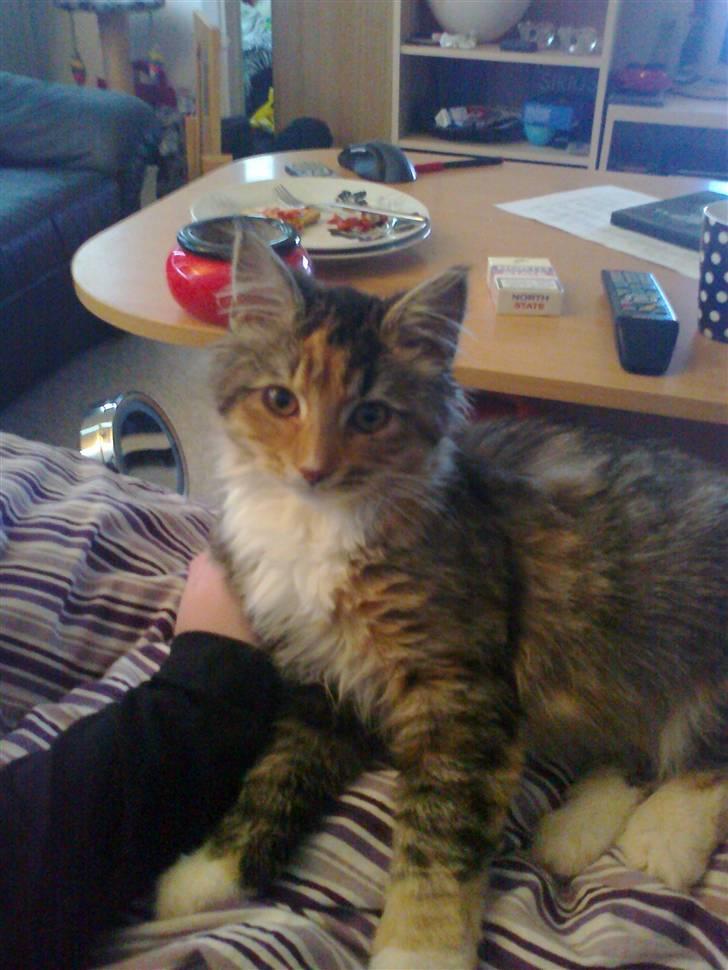 Blanding af racer Malou billede 4