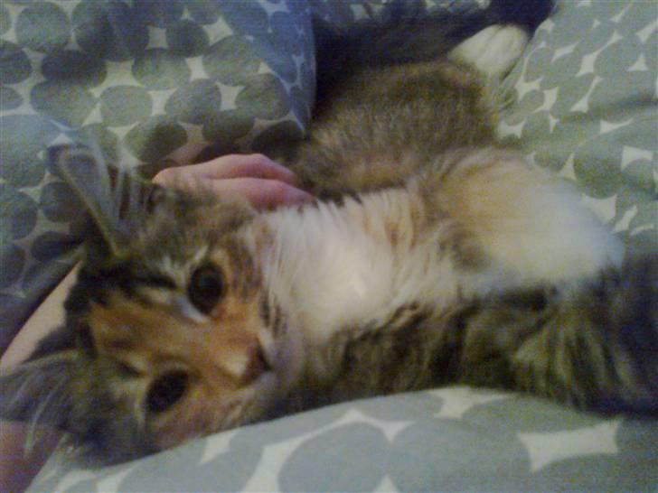 Blanding af racer Malou billede 5