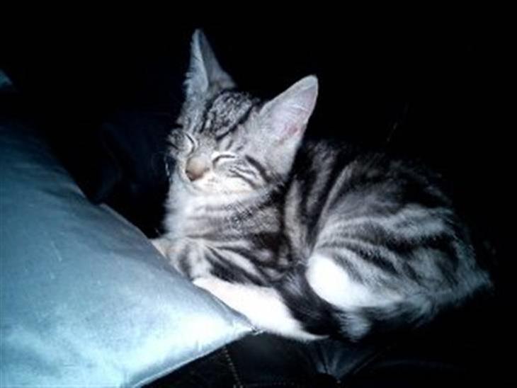 {{currentPhoto.altText}} billede {{currentPhoto.number}}