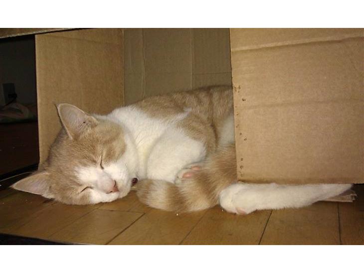 Huskat Spigo - Flyttet på en Gård <3 billede 1