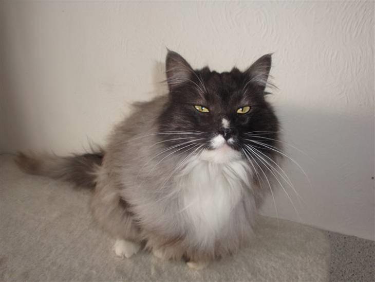 {{currentPhoto.altText}} billede {{currentPhoto.number}}