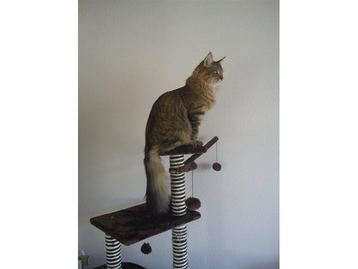 Maine Coon Gizmo billede 1