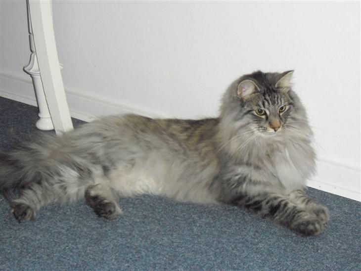 {{currentPhoto.altText}} billede {{currentPhoto.number}}