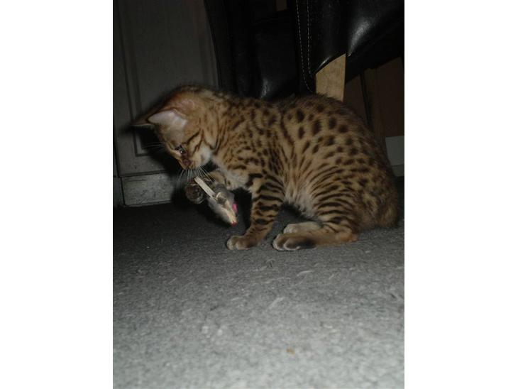 Bengal lykkekatte Melody - såååå lille mus nu skal du dø..... griner billede 1