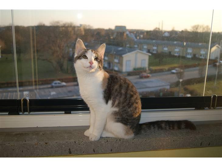 Huskat Prinsesse Sif - Hej og velkommen her til min profil :O)  billede 1