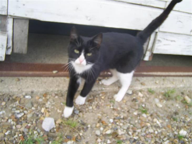 {{currentPhoto.altText}} billede {{currentPhoto.number}}