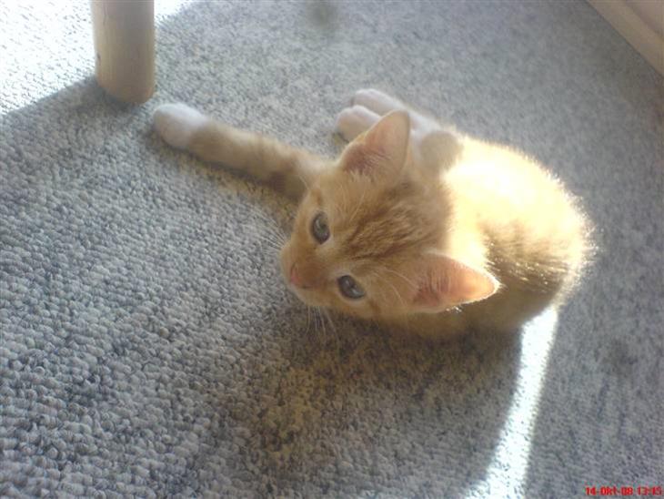 {{currentPhoto.altText}} billede {{currentPhoto.number}}