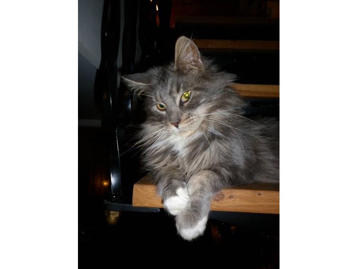 {{currentPhoto.altText}} billede {{currentPhoto.number}}