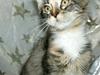 Maine Coon lykkekatte Lakota