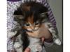 Maine Coon Sakagewea