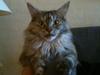 Maine Coon Mischa