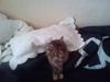 Maine Coon Cille