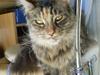 Maine Coon Pink Pussy Cat