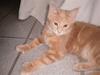Maine Coon Garfield