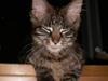 Maine Coon Simba