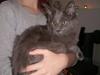 Maine Coon Obelix