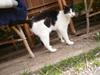 Huskat Figaro