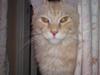 Maine Coon DK KHcoon's Enzo [ Himmelkat]